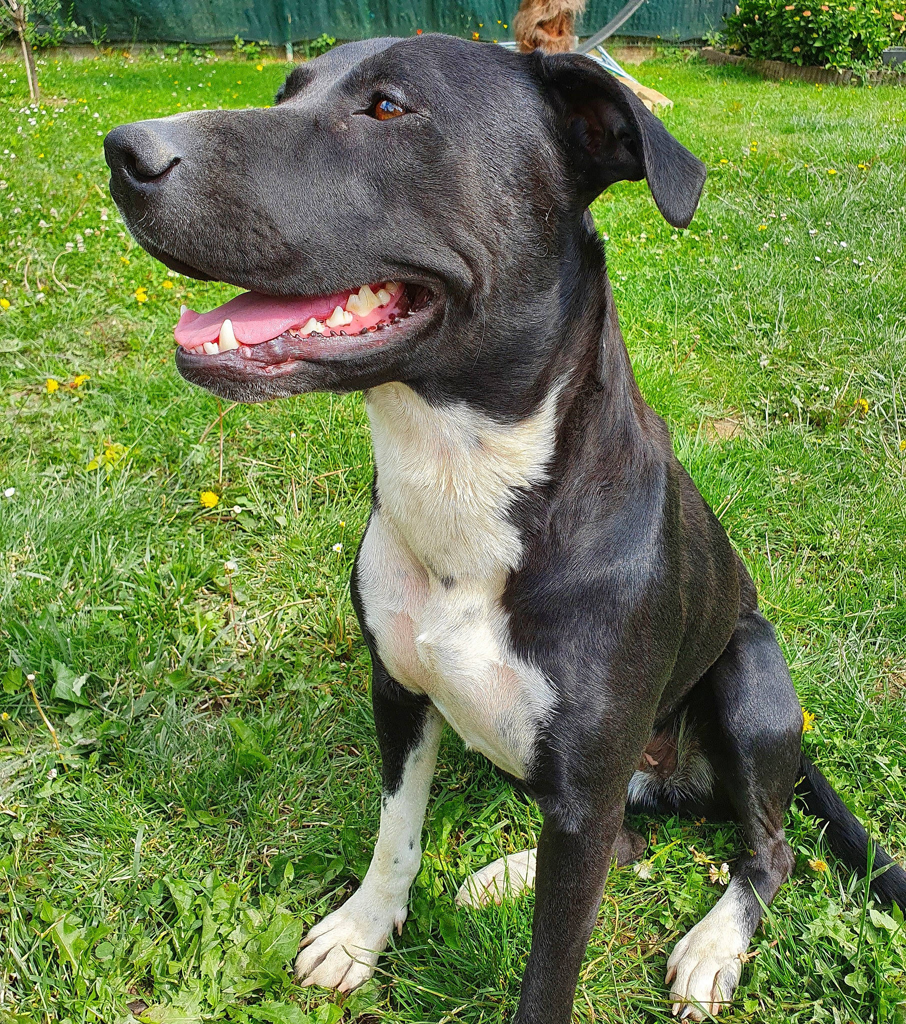 Olga a rejoint le concours — aidez-le/la à gagner de superbes lots ! alano_espanol, alaunt, american_pit_bull_terrier, american_staffordshire_terrier, bandog, bully_kutta, canidae, carnivore, catahoula_bulldog, dog, dog_breed, fawn, mammal, molosser, non_sporting_group, plant, rare_breed_dog, snout, sporting_group, vertebrate