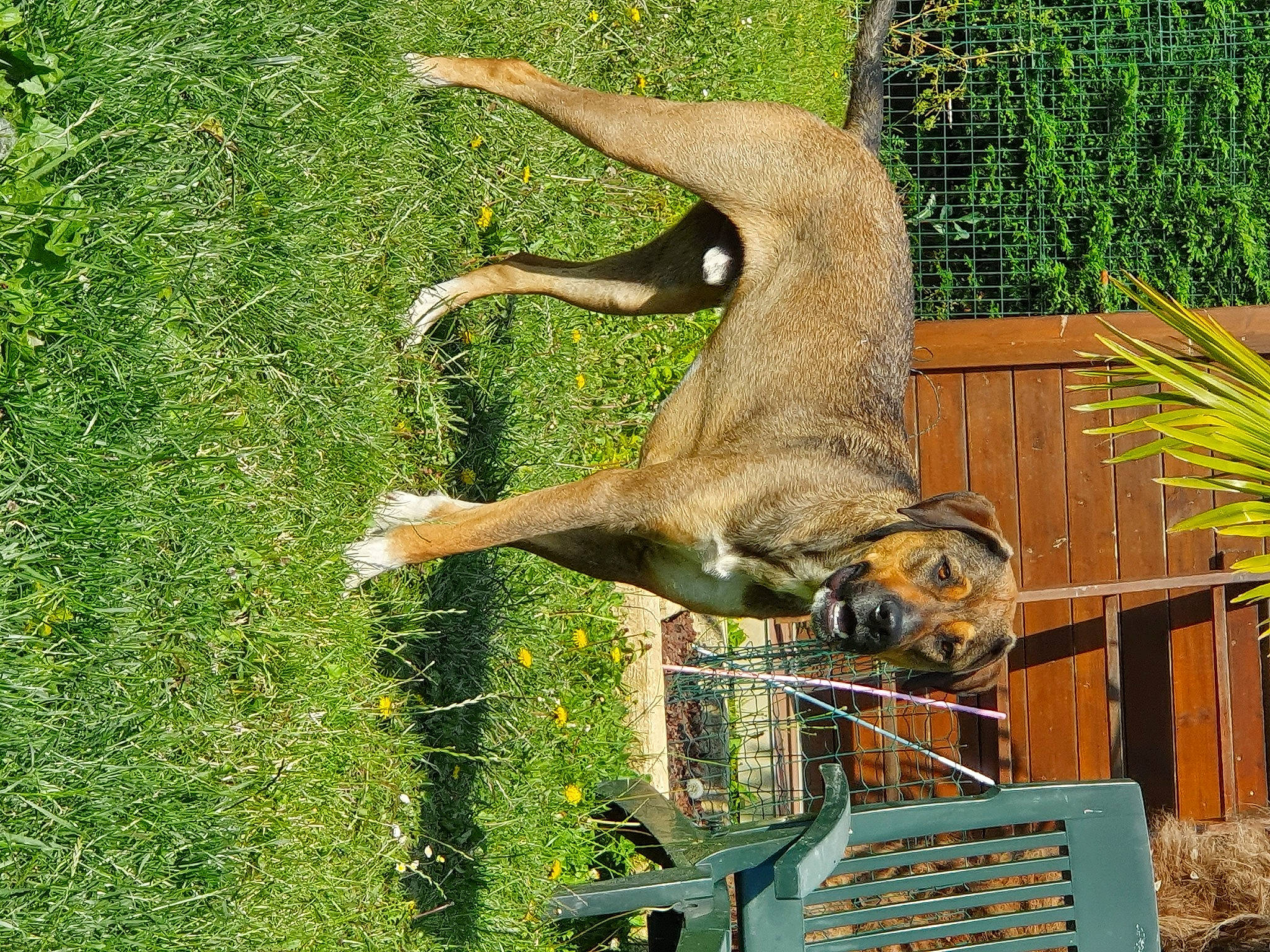 Oliver a rejoint le concours — aidez-le/la à gagner de superbes lots ! canidae, fawn, plant, tail, wildlife