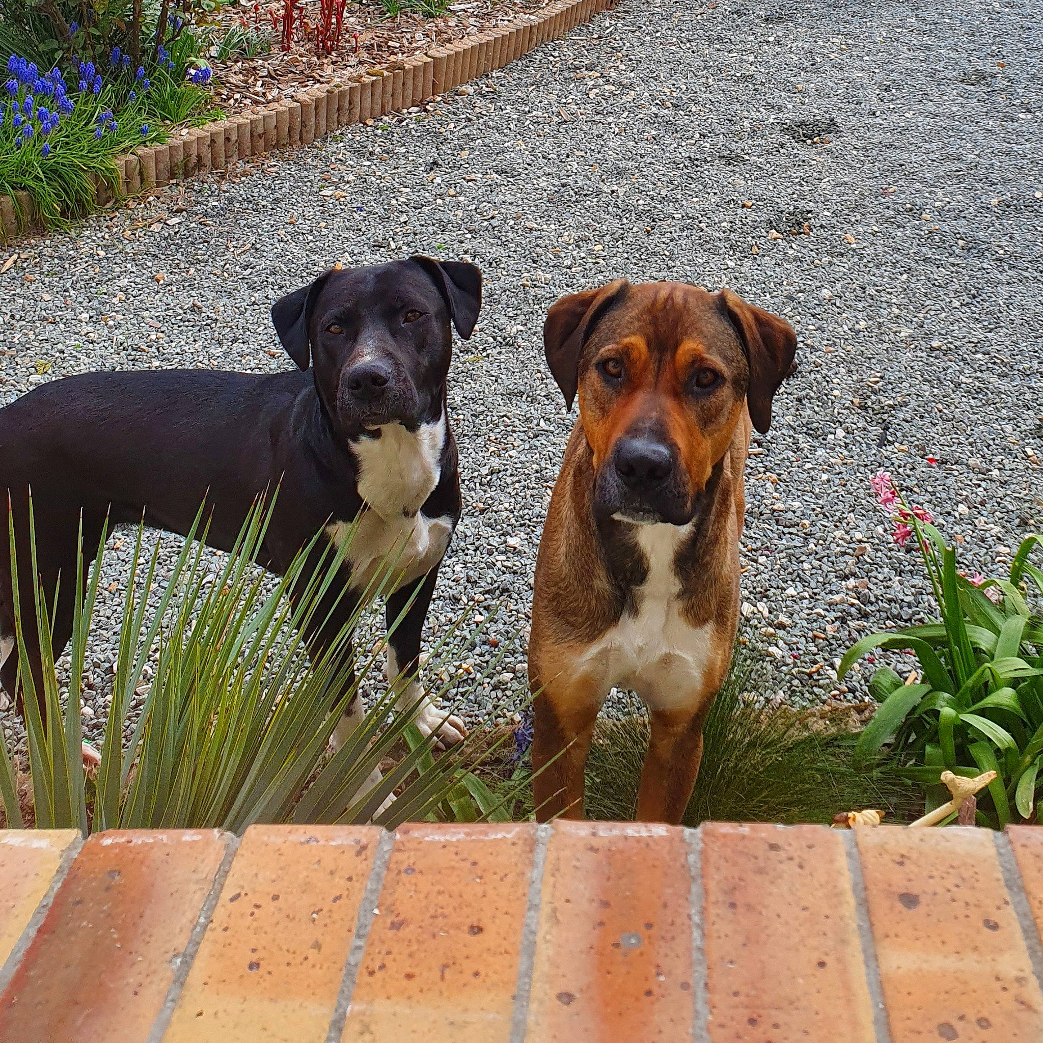 Oliver participe au concours pour gagner de l'argent avec cette photo : boxer, canidae, carnivore, catahoula_bulldog, dog, dog_breed, fawn, hunting_dog, mammal, mountain_cur, patterdale_terrier, plant, potcake_dog, puppy, rare_breed_dog, sporting_group, vertebrate