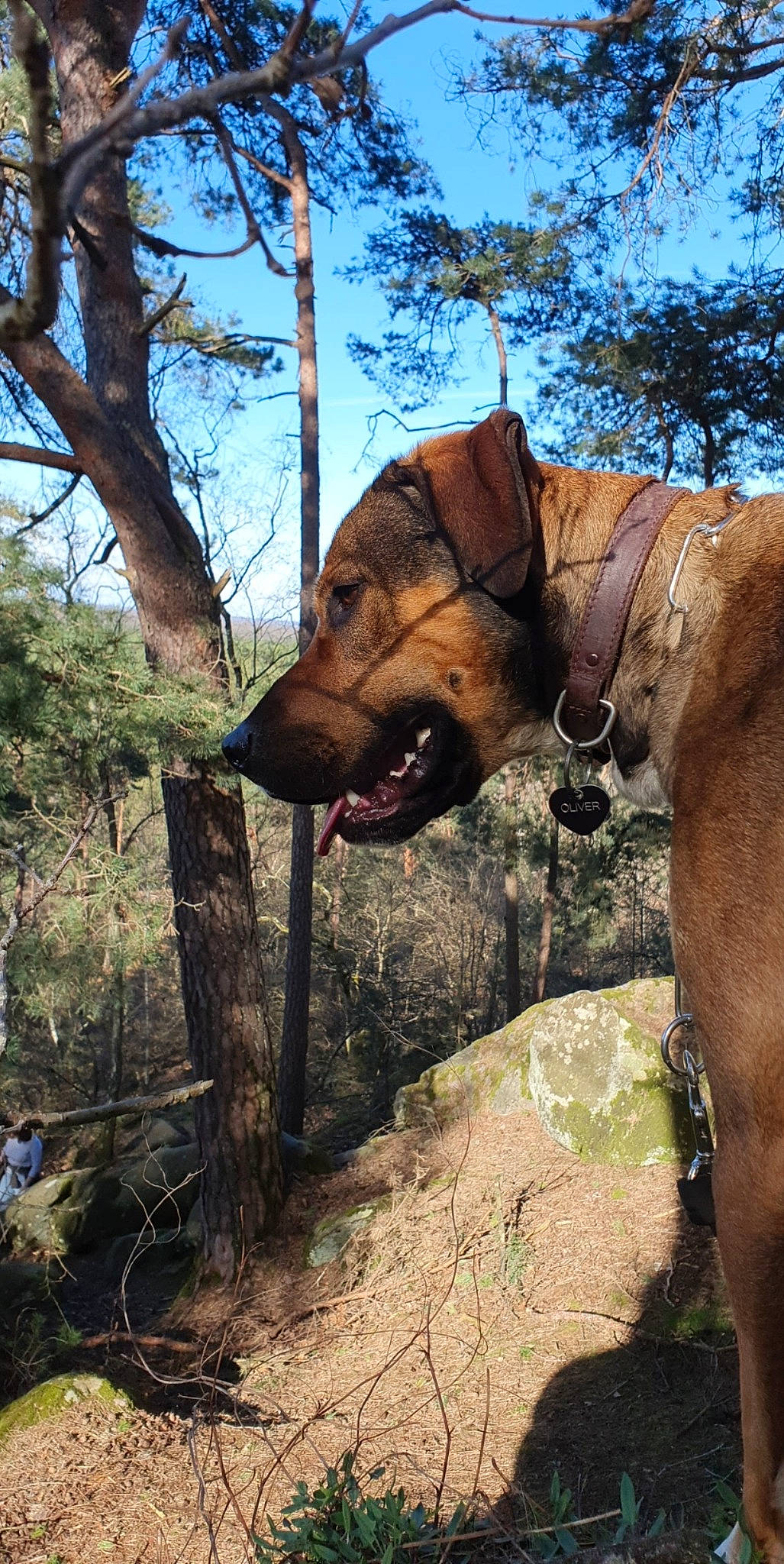 Oliver a rejoint le concours — aidez-le/la à gagner de superbes lots ! canidae, dog, fawn, hound, rhodesian_ridgeback, tosa, tree, trunk