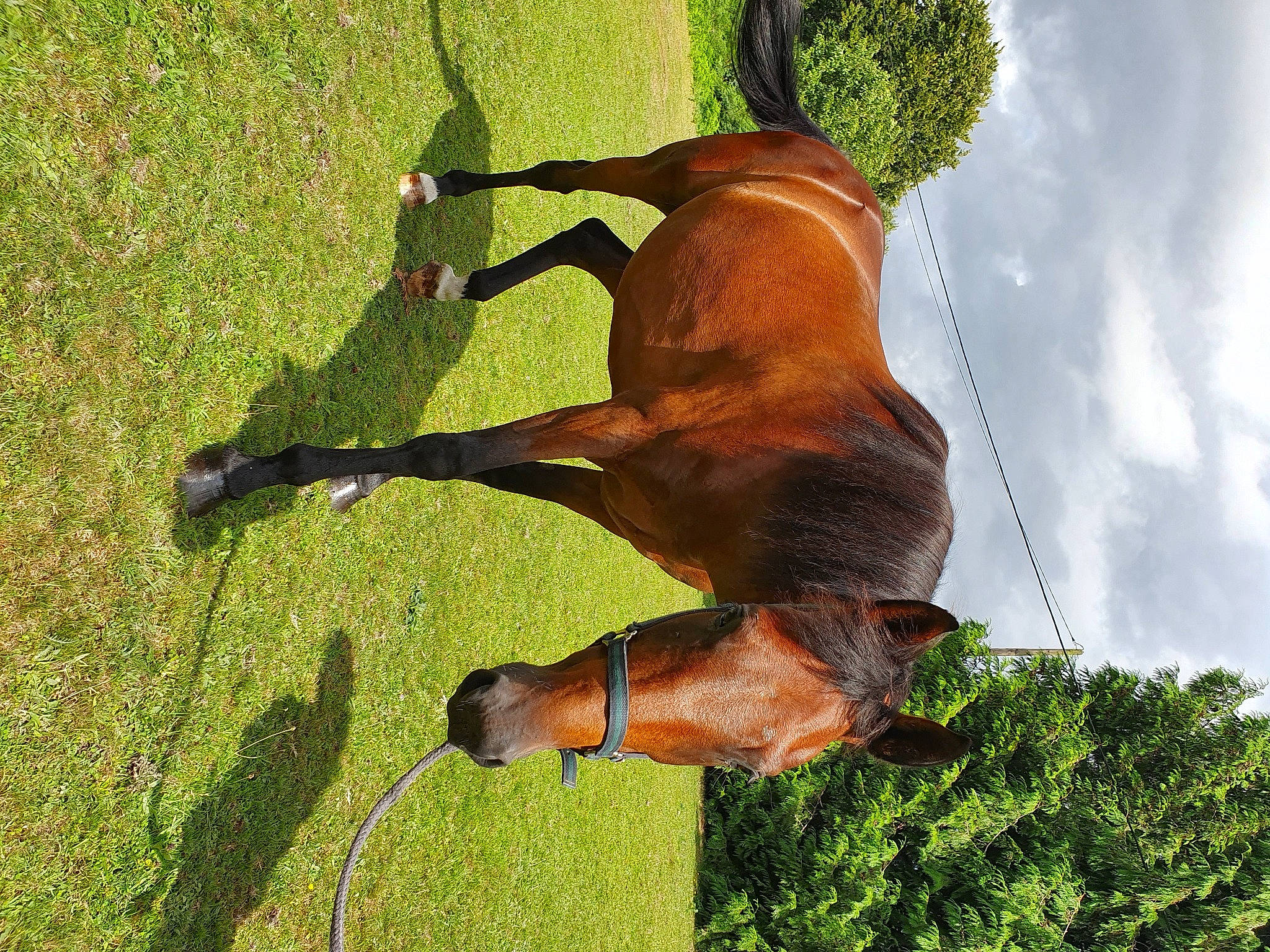 Cresus a rejoint le concours — aidez-le/la à gagner de superbes lots ! bridle, canidae, fawn, grass, horse, liver, mare, mustang_horse, snout, sorrel, stallion, tail
