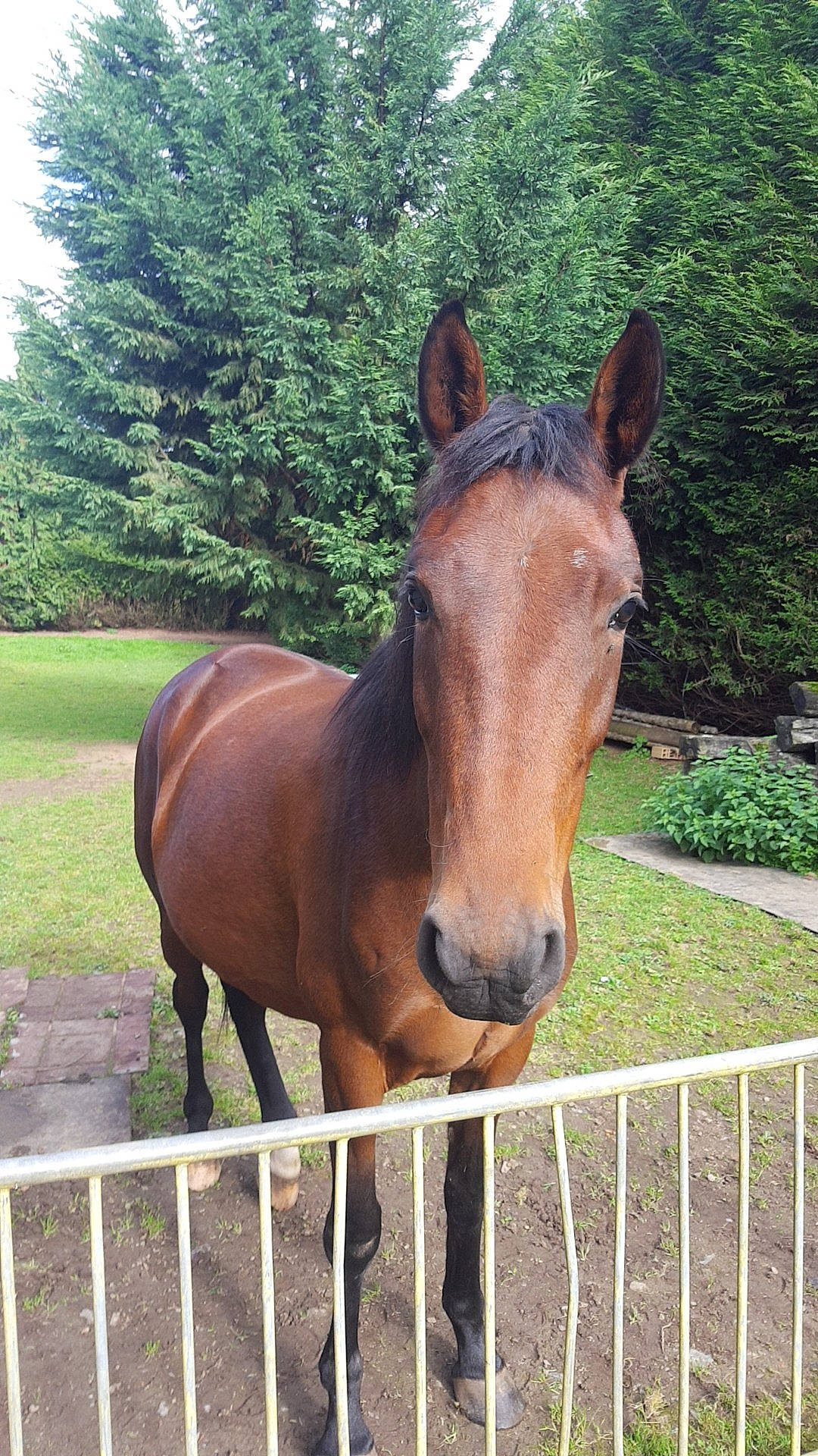 Cresus a rejoint le concours — aidez-le/la à gagner de superbes lots ! horse, landscape, liver, mammal, mane, mare, mustang_horse, pack_animal, pasture, snout, sorrel, stallion, vertebrate, wildlife