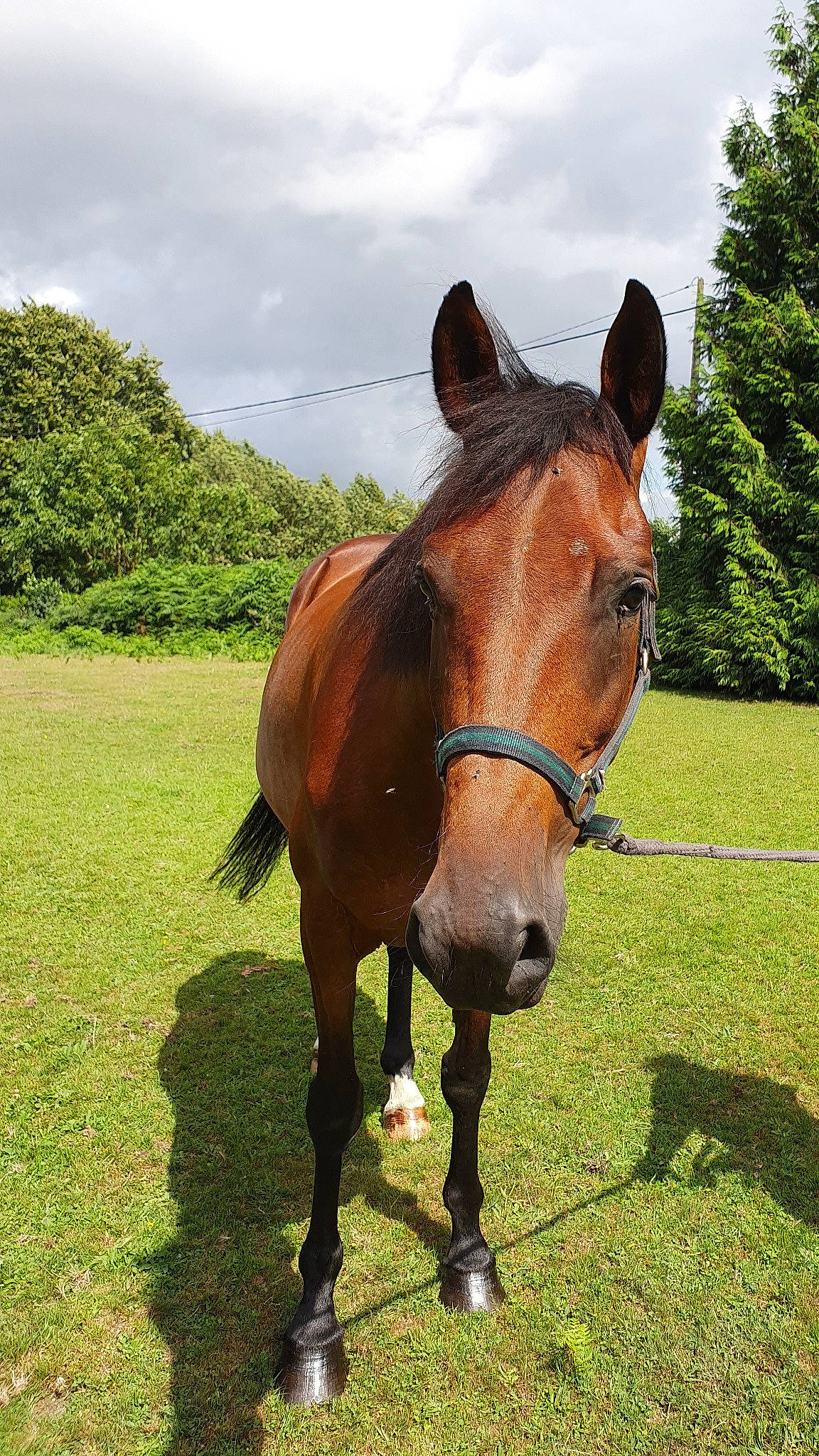 Cresus participe au concours pour gagner de l'argent avec cette photo : bit, bridle, grassland, halter, horse, horse_harness, horse_supplies, horse_tack, liver, mammal, mane, mare, mustang_horse, pack_animal, pasture, rein, snout, sorrel, stallion, vertebrate
