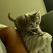 Lady is registered to the contest to win money with this photo: kitten, cat, tabby, blanket, couch, armrest, human_arm, furniture, indoor, pet, curious, young_animal, fur, whiskers, claws, domestic_animal, cozy, soft_texture, resting, exploring