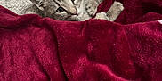 Lady joined the competition — help win amazing prizes! kitten, cat, blanket, red_blanket, cozy, cute, pet, animal, fur, snug, resting, indoor, soft, sleepy, warm, young_cat, comfort, closeup, domestic_cat, relaxed