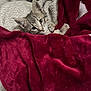 animal, blanket, cat, closeup, comfort, cozy, cute, domestic_cat, fur, indoor, kitten, pet, red_blanket, relaxed, resting, sleepy, snug, soft, warm, young_cat