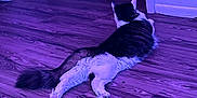 Homie is registered to the contest to win money with this photo: animal, back_view, baseboard, cat, doorway, feline, floor, fur, home, indoor, mammal, pet, purple_lighting, quiet, relaxed, resting, stretching, tail, wall, wooden_floor