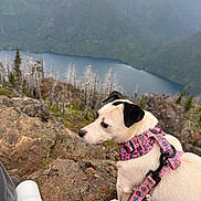 Theodora is registered to the contest to win money with this photo: adventure, animal, canine, companion, daylight, dog, forest, hiking, lake, landscape, leash, mountain, nature, outdoor, pet, pink_harness, rocky_terrain, scenic_view, travel, white_dog