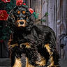 Arielle participe au concours pour gagner de l'argent avec cette photo : puppy, dog, black_and_tan, fur, standing, flower, red_flower, wooden_wall, pet, portrait, animal, cute, young_dog, outdoor_style, nature, green_leaves, background, furry, adorable, canine