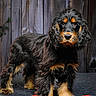 dog, black, brown, pet, canine, fur, standing, wooden_background, petals, red_petals, white_petals, portrait, indoor, animal, closeup, fluffy, looking_at_camera, floor, texture, decor