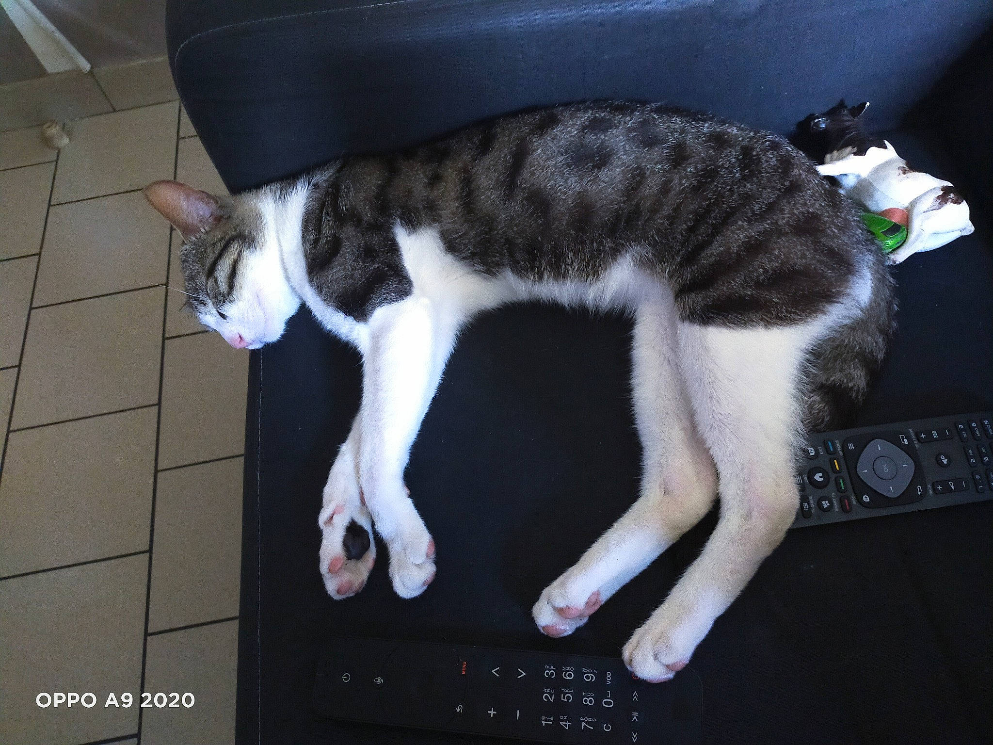 Bingo a rejoint le concours — aidez-le/la à gagner de superbes lots ! carnivore, cat, domestic_short_haired_cat, european_shorthair, felidae, fur, leg, mammal, paw, polydactyl_cat, small_to_medium_sized_cats, tail, whiskers