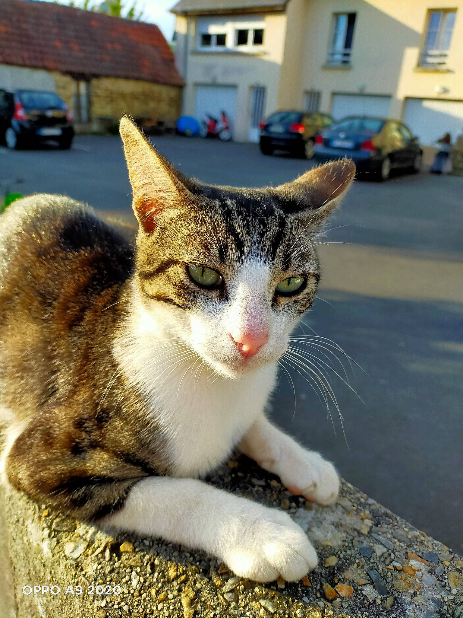 Bingo a rejoint le concours — aidez-le/la à gagner de superbes lots ! aegean_cat, american_wirehair, asian, carnivore, cat, domestic_short_haired_cat, european_shorthair, felidae, ojos_azules, polydactyl_cat, small_to_medium_sized_cats, snout, tabby_cat, whiskers