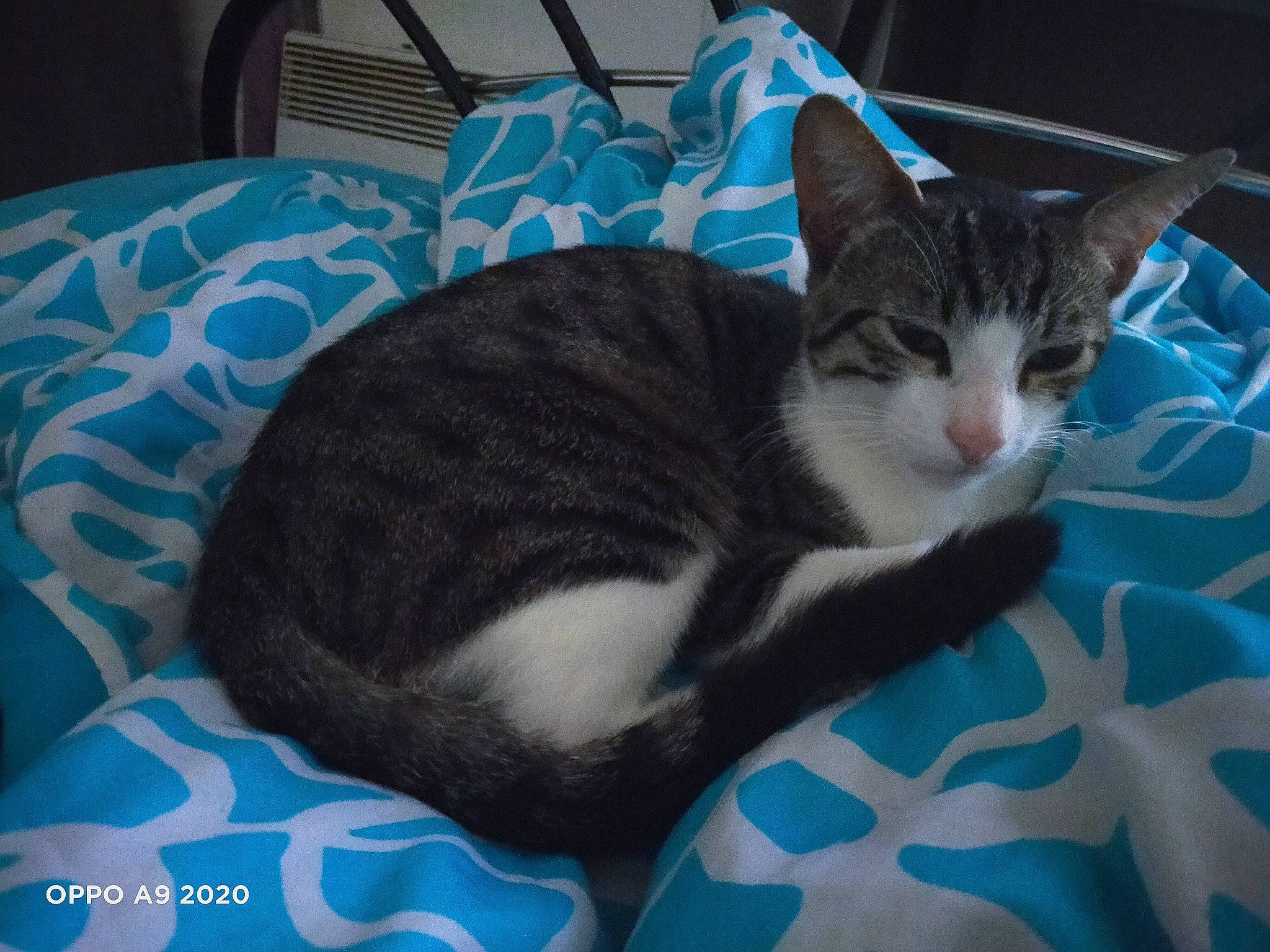 Bingo participe au concours pour gagner de l'argent avec cette photo : aegean_cat, american_shorthair, american_wirehair, asian, carnivore, cat, domestic_short_haired_cat, dragon_li, european_shorthair, felidae, kitten, mammal, small_to_medium_sized_cats, tabby_cat, whiskers