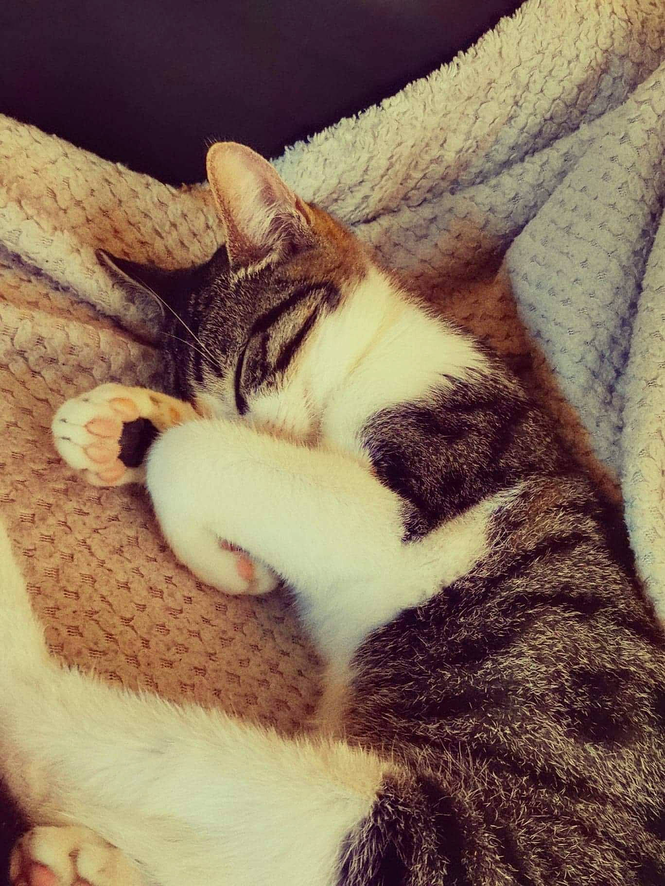 Bingo a rejoint le concours — aidez-le/la à gagner de superbes lots ! carnivore, cat, ear, european_shorthair, eye, felidae, fur, kitten, nap, nose, paw, polydactyl_cat, sky, sleep, small_to_medium_sized_cats, tabby_cat, tail, textile, whiskers