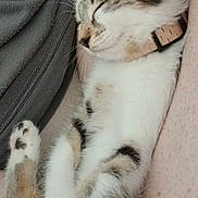 Nala participe au concours pour gagner de l'argent avec cette photo : cat, kitten, sleeping, collar, pet, animal, fur, whiskers, paw, nap, relaxation, closeup, indoor, human_lap, comfort, cute, feline, rest, soft, adorable