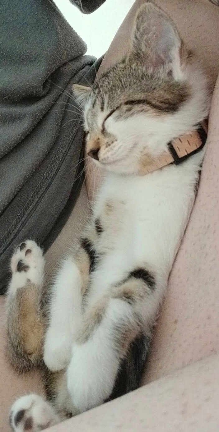 Nala participe au concours pour gagner de l'argent avec cette photo : cat, kitten, sleeping, collar, pet, animal, fur, whiskers, paw, nap, relaxation, closeup, indoor, human_lap, comfort, cute, feline, rest, soft, adorable
