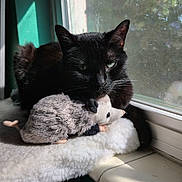 Kitty is registered to the contest to win money with this photo: animal, black_cat, cat, cozy, daylight, feline, fur, green_eyes, home_interior, indoor, mouse_toy, pet, plush_toy, resting, shadow, soft_texture, sunlight, whiskers, window, window_sill