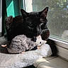 animal, black_cat, cat, cozy, daylight, feline, fur, green_eyes, home_interior, indoor, mouse_toy, pet, plush_toy, resting, shadow, soft_texture, sunlight, whiskers, window, window_sill