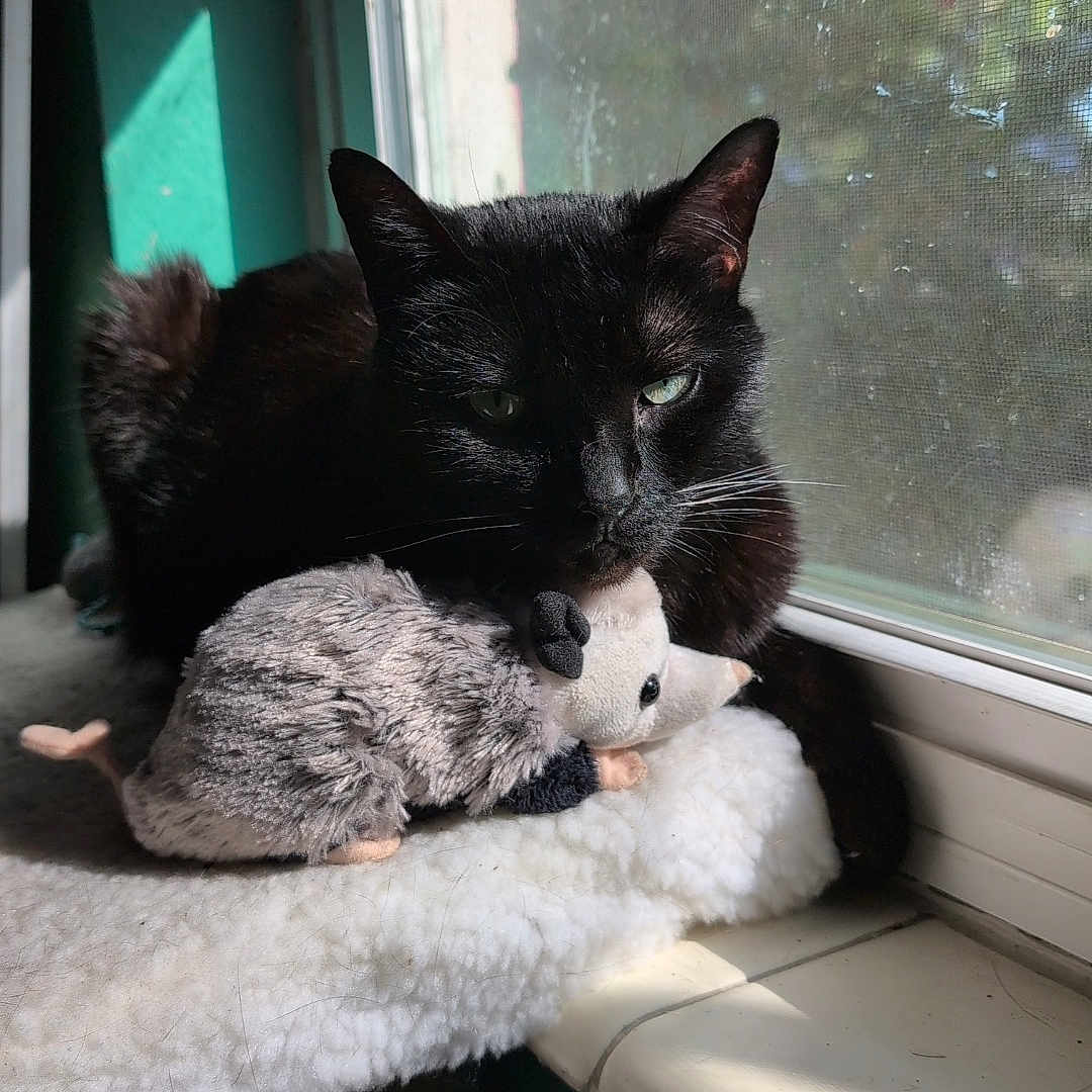 Kitty is registered to the contest to win money with this photo: animal, black_cat, cat, cozy, daylight, feline, fur, green_eyes, home_interior, indoor, mouse_toy, pet, plush_toy, resting, shadow, soft_texture, sunlight, whiskers, window, window_sill