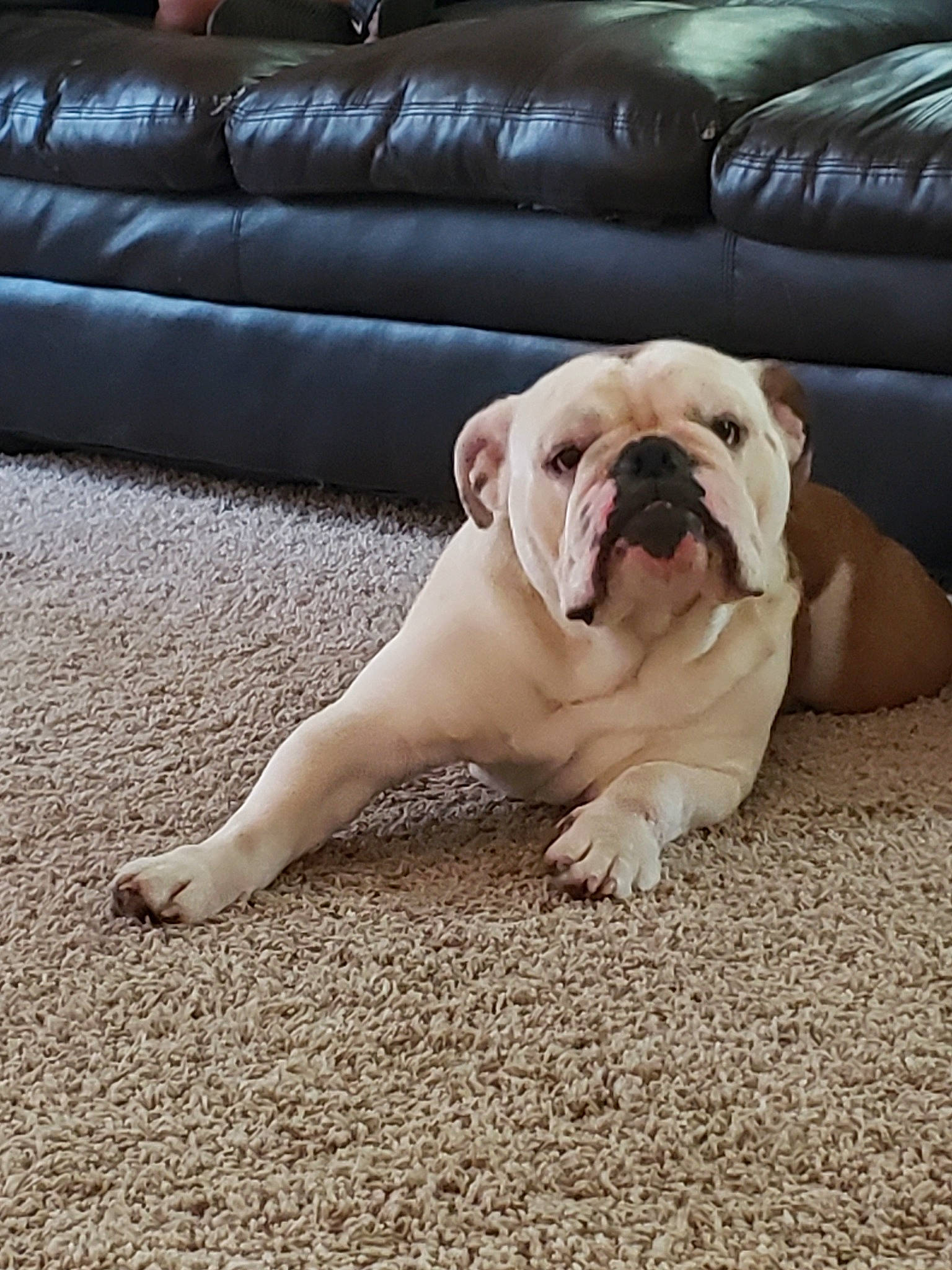 Chunky joined the competition — help win amazing prizes! american_bulldog, australian_bulldog, british_bulldogs, bulldog, canidae, carnivore, companion_dog, dog, dog_breed, dorset_olde_tyme_bulldogge, fawn, mammal, non_sporting_group, old_english_bulldog, olde_english_bulldogge, skin, snout, toy_bulldog, vertebrate, white_english_bulldog