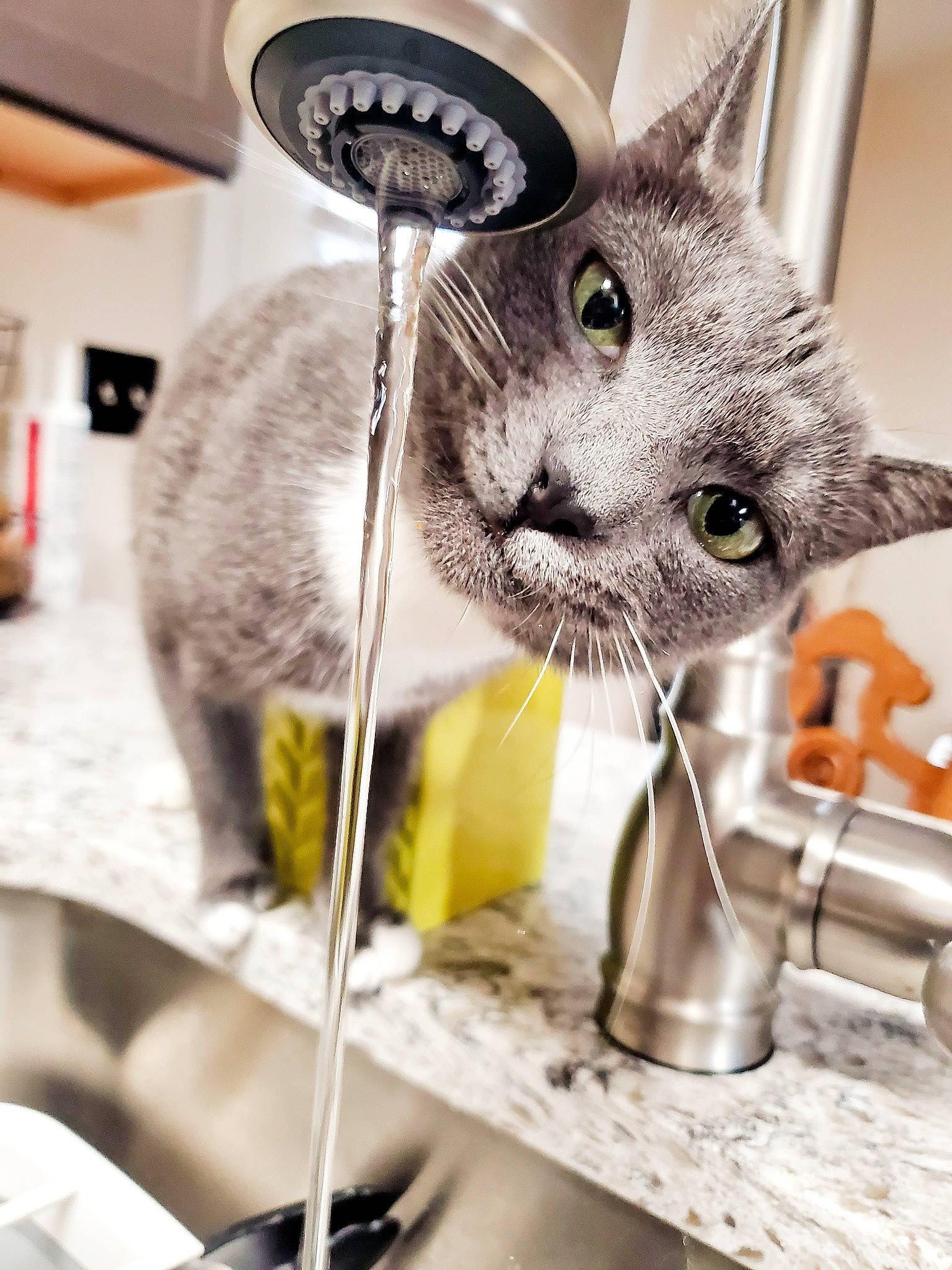 Luna June is registered to the contest to win money with this photo: animal_feed, carnivore, cat, cat_supply, claw, domestic_short_haired_cat, drinkware, felidae, fur, household_supply, metal, pet_food, pet_supply, photography, serveware, small_to_medium_sized_cats, snout, tableware, tail, whiskers