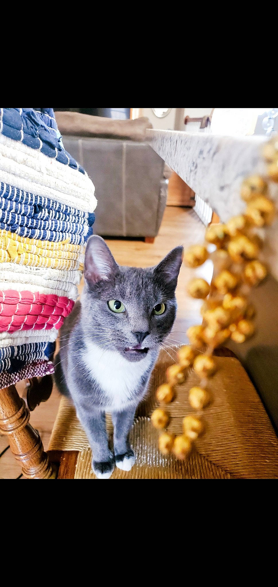 Luna June joined the competition — help win amazing prizes! art, carnivore, cat, domestic_short_haired_cat, drinkware, fashion_accessory, felidae, fur, linens, pattern, photo_caption, sandal, sitting, small_to_medium_sized_cats, snout, tail, whiskers, woven_fabric