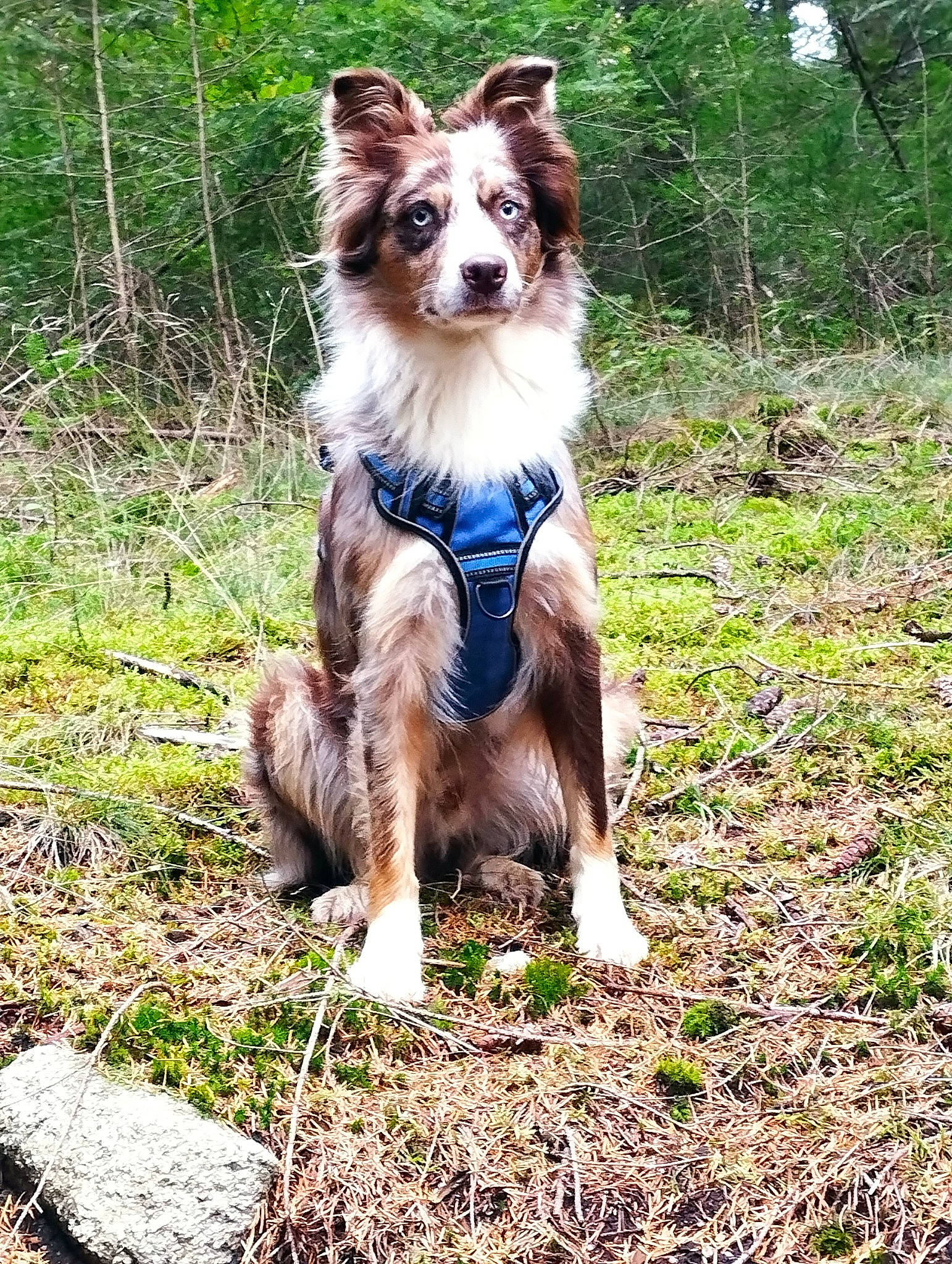 Phénix participe au concours pour gagner de l'argent avec cette photo : canidae, carnivore, collar, companion_dog, dog, dog_breed, fawn, forest, grass, herding_dog, liver, plant, recreation, sporting_group, tail, terrestrial_animal, tree, woodland, working_animal, working_dog