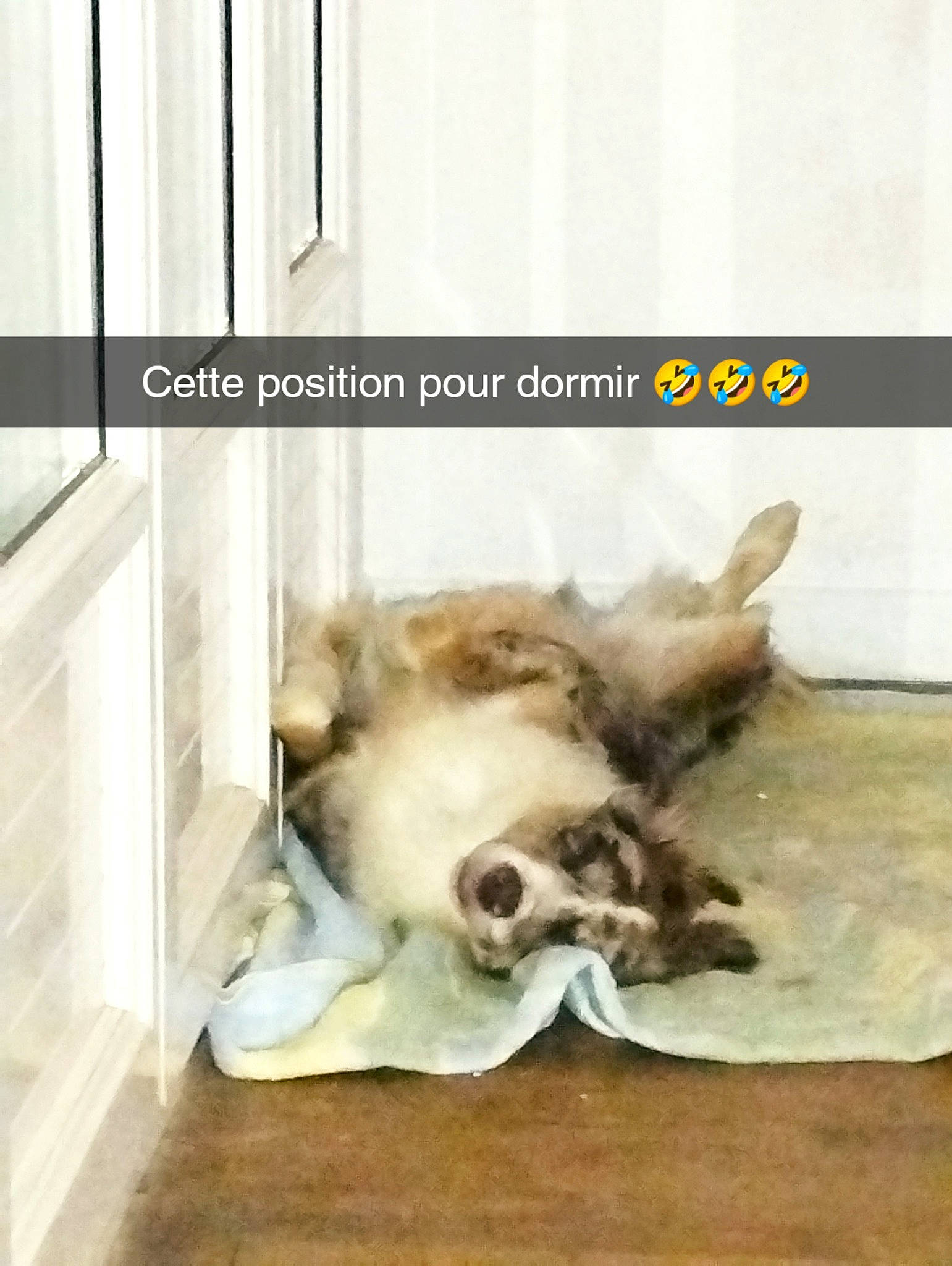 Phénix a rejoint le concours — aidez-le/la à gagner de superbes lots ! carnivore, companion_dog, dog, dog_breed, door, fawn, felidae, flooring, font, fur, hardwood, paw, photo_caption, room, small_to_medium_sized_cats, tail, whiskers, window, wood, working_animal