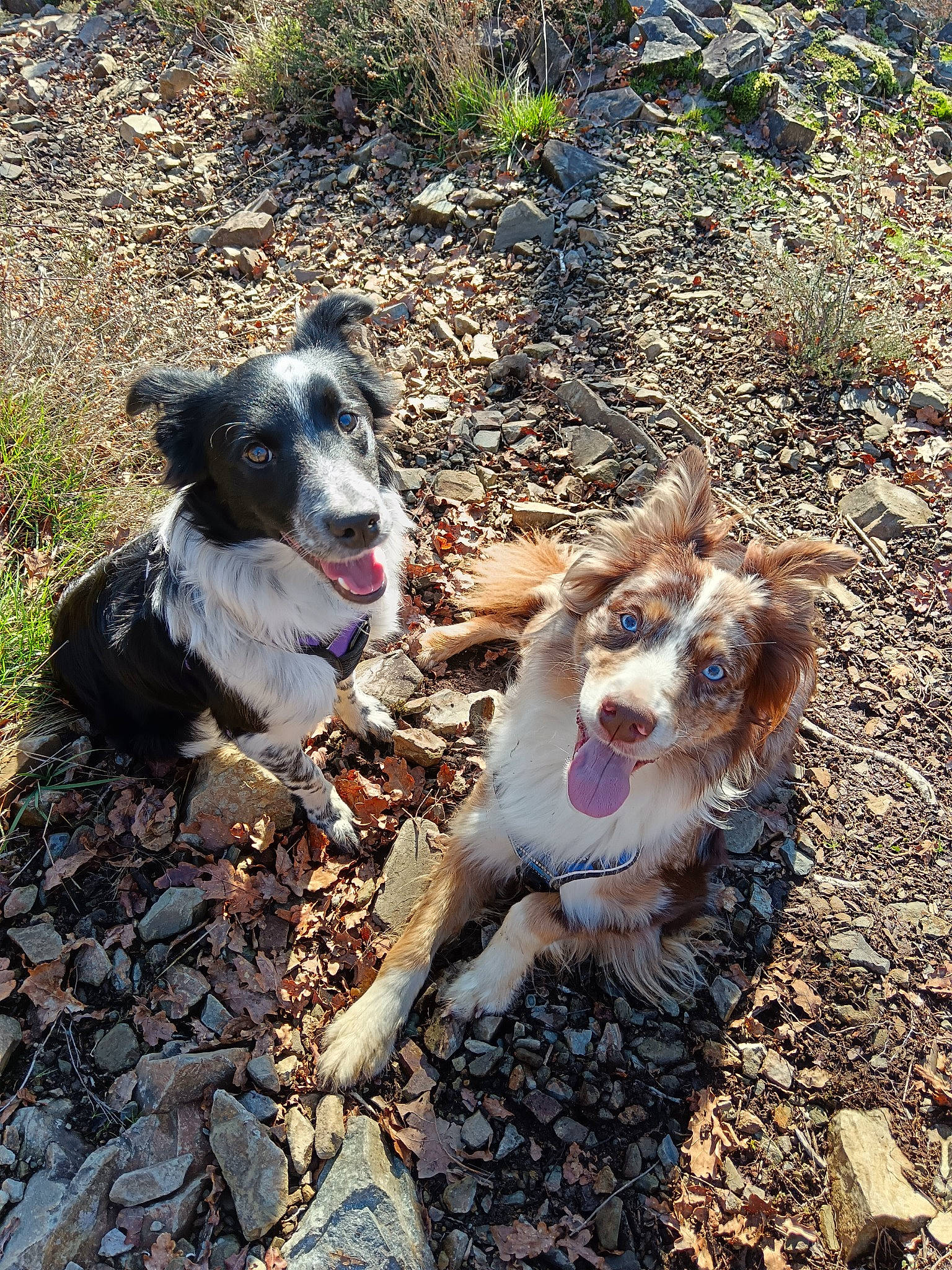 Phénix a rejoint le concours — aidez-le/la à gagner de superbes lots ! adventure, canidae, carnivore, companion_dog, dog, dog_breed, fur, grass, leash, plant, rock, snout, soil, sporting_group, walking, working_animal, working_dog