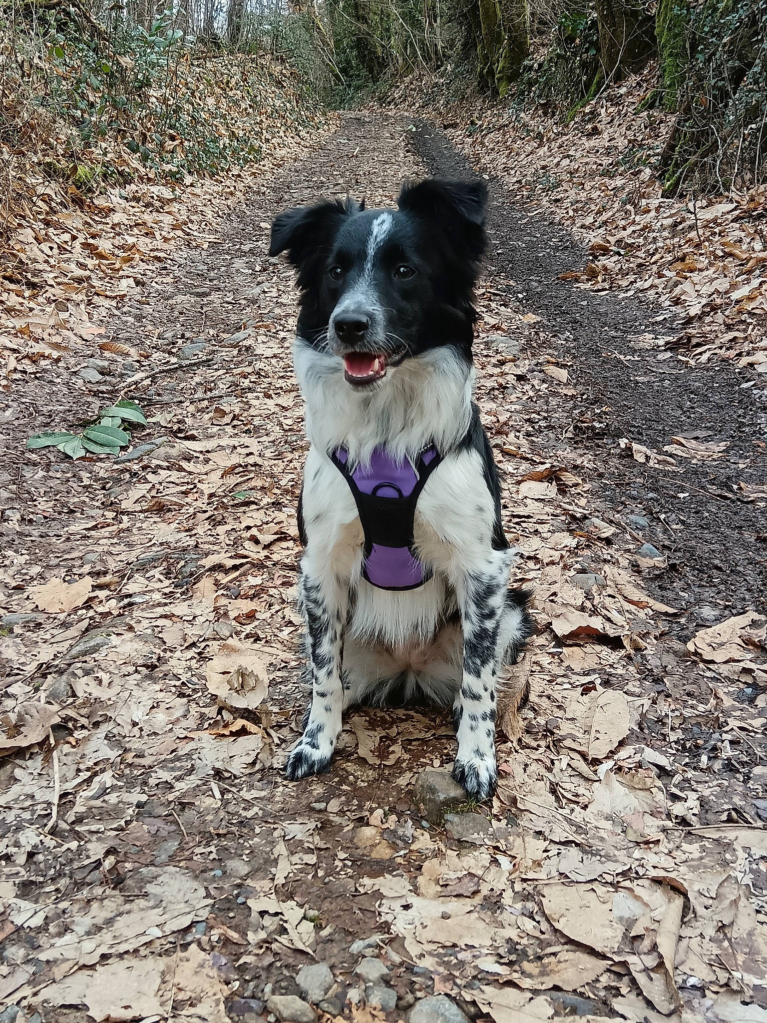 Louna a rejoint le concours — aidez-le/la à gagner de superbes lots ! adventure, border_collie, canidae, carnivore, collar, companion_dog, dog, dog_breed, dog_collar, gun_dog, herding_dog, mcnab, plant, soil, sporting_group, tail, trail, walking, working_animal, working_dog