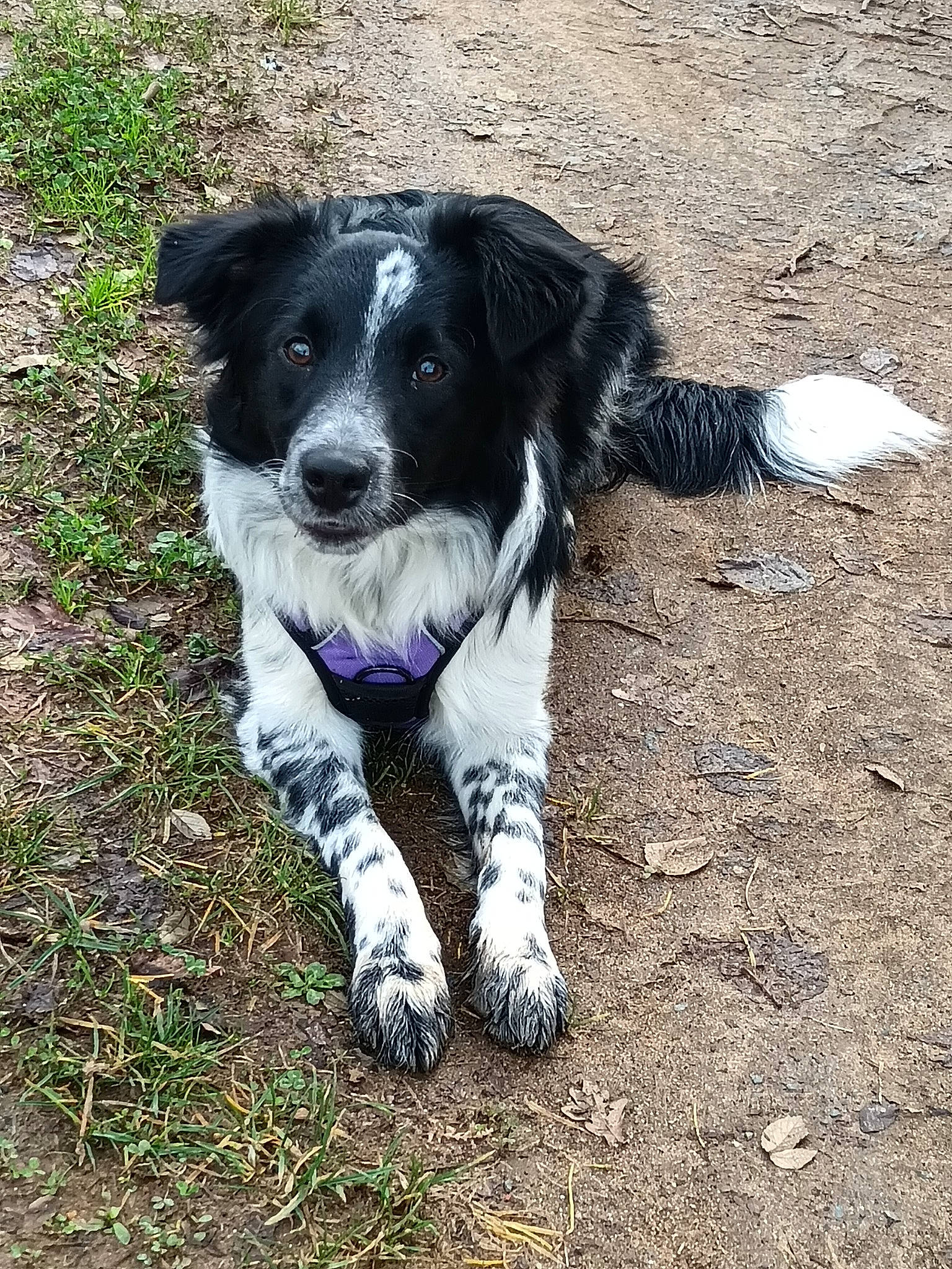 Louna participe au concours pour gagner de l'argent avec cette photo : border_collie, canidae, carnivore, companion_dog, dog, dog_breed, fur, grass, herding_dog, plant, puppy, snout, soil, sporting_group, tail, terrestrial_animal, whiskers, working_animal, working_dog