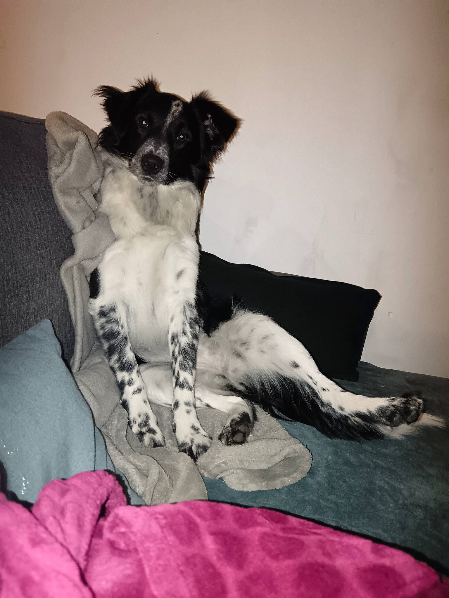 Louna participe au concours pour gagner de l'argent avec cette photo : bed, canidae, carnivore, collar, comfort, companion_dog, dog, dog_breed, dog_collar, dog_supply, fawn, fur, paw, small_terrier, snout, sporting_group, terrier, toy_dog, whiskers, working_animal