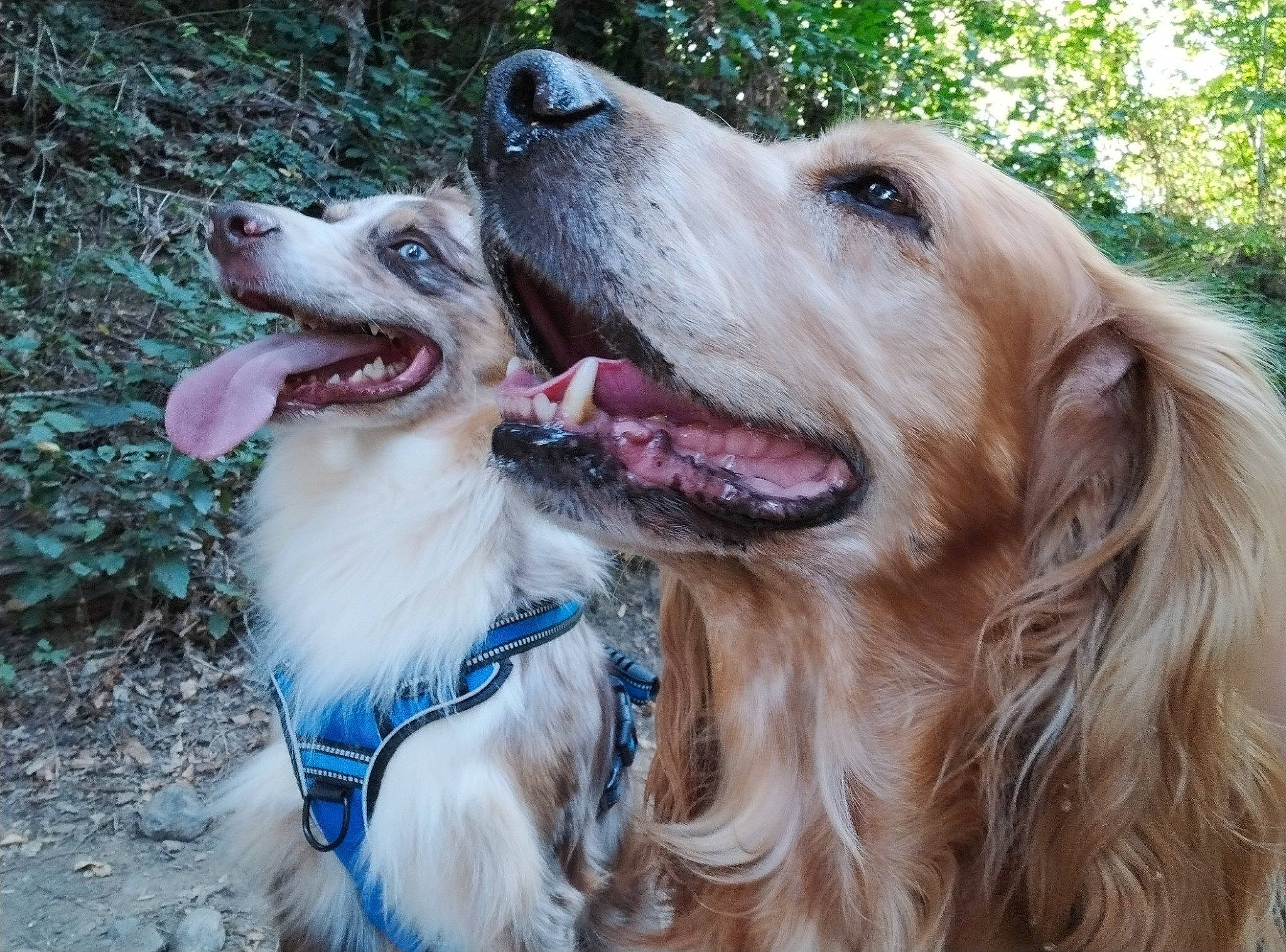 Toby participe au concours pour gagner de l'argent avec cette photo : canidae, carnivore, collar, companion_dog, dog, dog_breed, dog_collar, fang, fawn, fur, gun_dog, happy, leash, liver, retriever, snout, sporting_group, vertebrate, whiskers, working_dog
