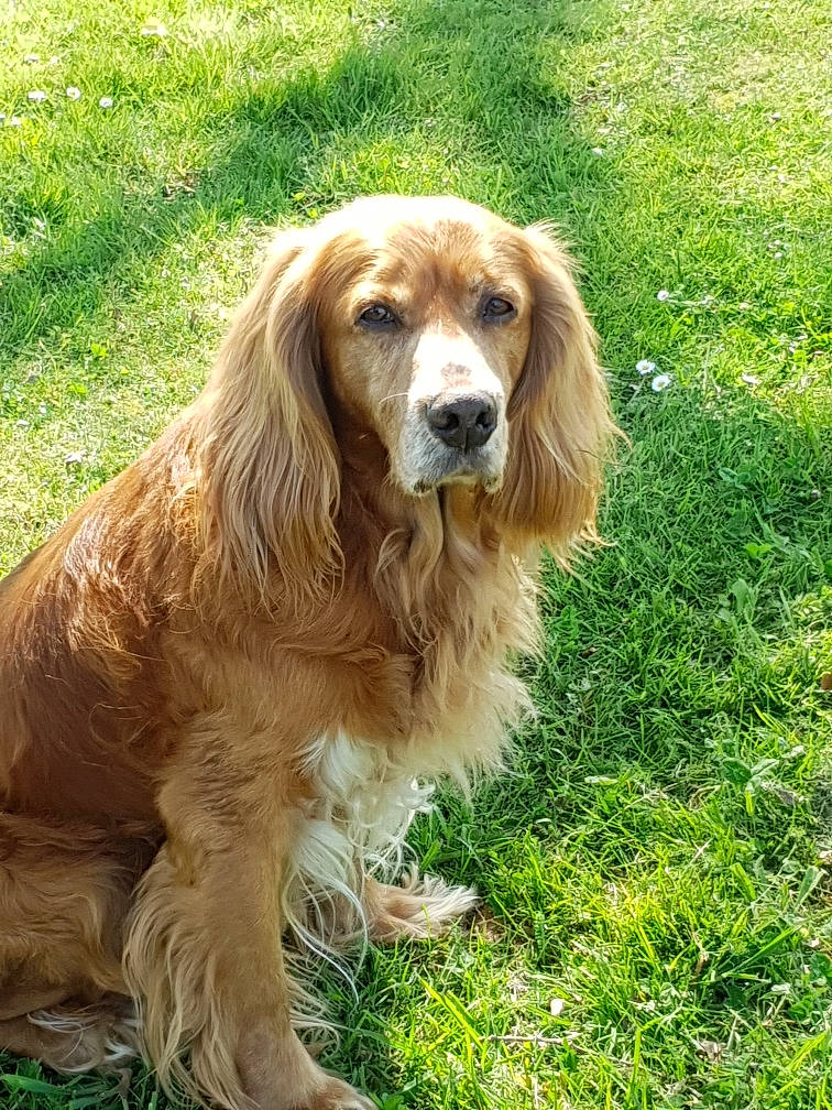 Toby a rejoint le concours — aidez-le/la à gagner de superbes lots ! canidae, carnivore, companion_dog, dog, dog_breed, fawn, fur, grass, gun_dog, hunting_dog, liver, plant, snout, sporting_group, terrestrial_animal, wildlife