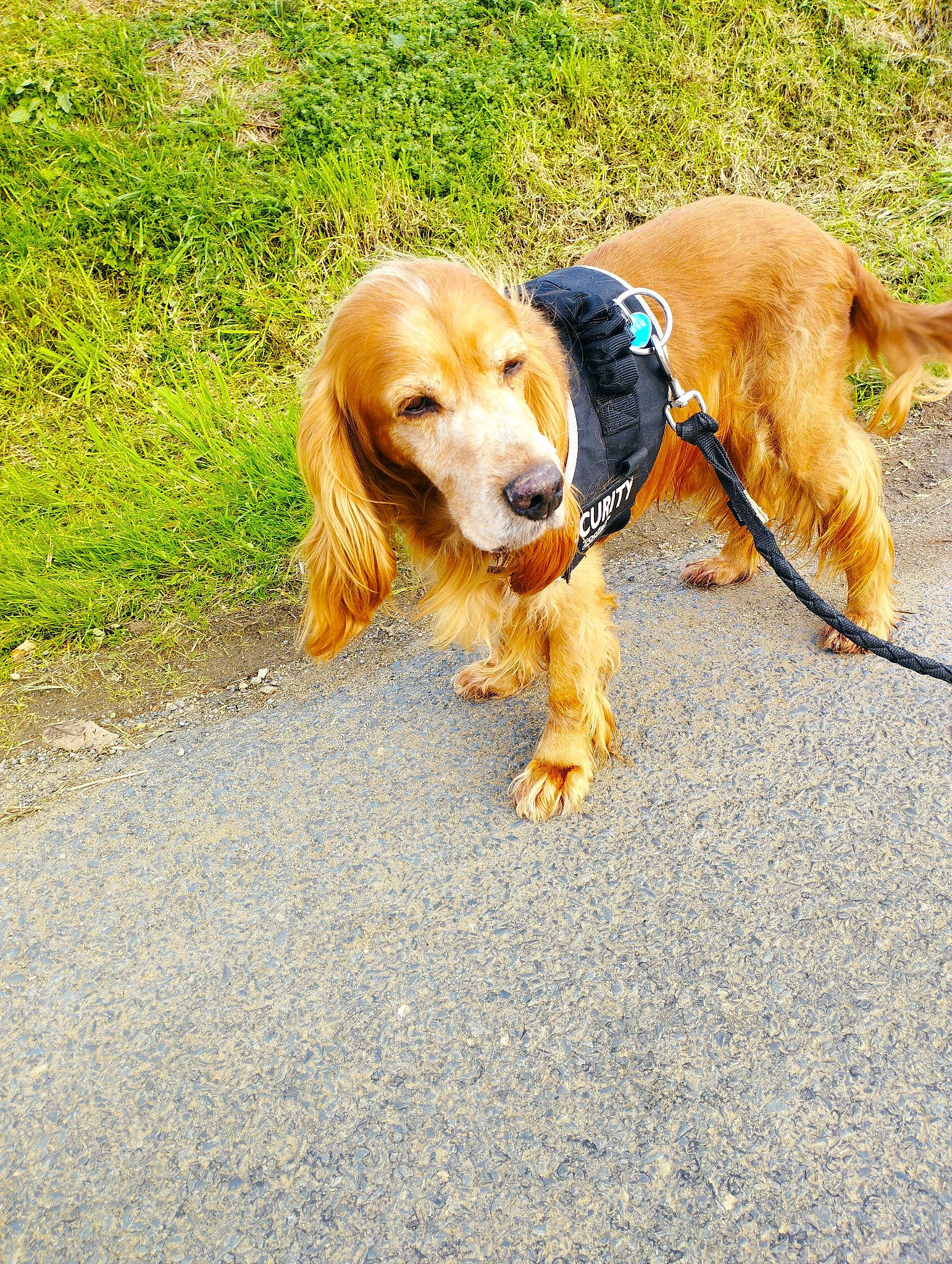 Toby a rejoint le concours — aidez-le/la à gagner de superbes lots ! adventure, asphalt, carnivore, collar, companion_dog, dog, dog_breed, dog_collar, dog_supply, fawn, fur, grass, gun_dog, hound, leash, pet_supply, plant, road_surface, snout, tail