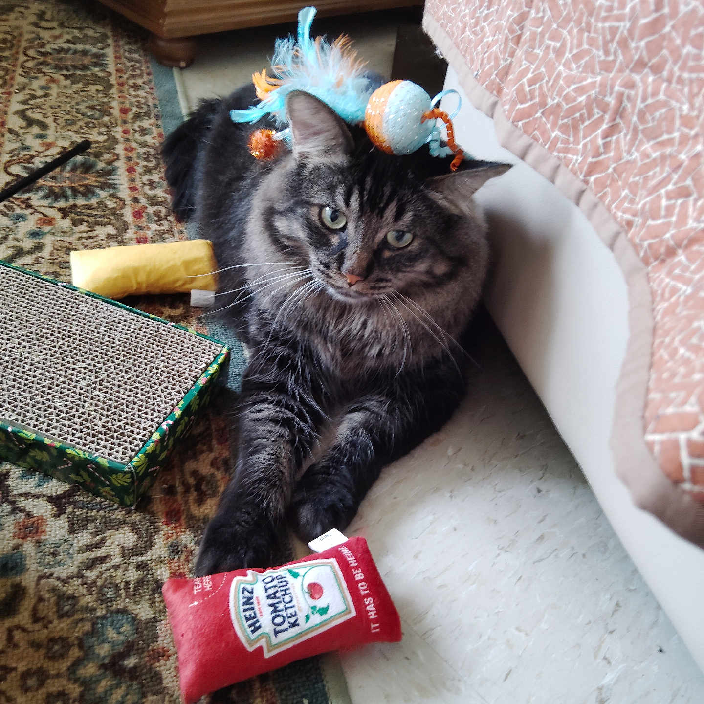 Sir Jack Charles joined the competition — help win amazing prizes! animal, bed, carpet, cat, cozy, cute, feather_toy, feline, floor, furniture, home, indoor, ketchup_toy, paw, pet, plush_toy, relaxed, resting, tabby, toy