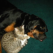 Bruizer And Luna is registered to the contest to win money with this photo: