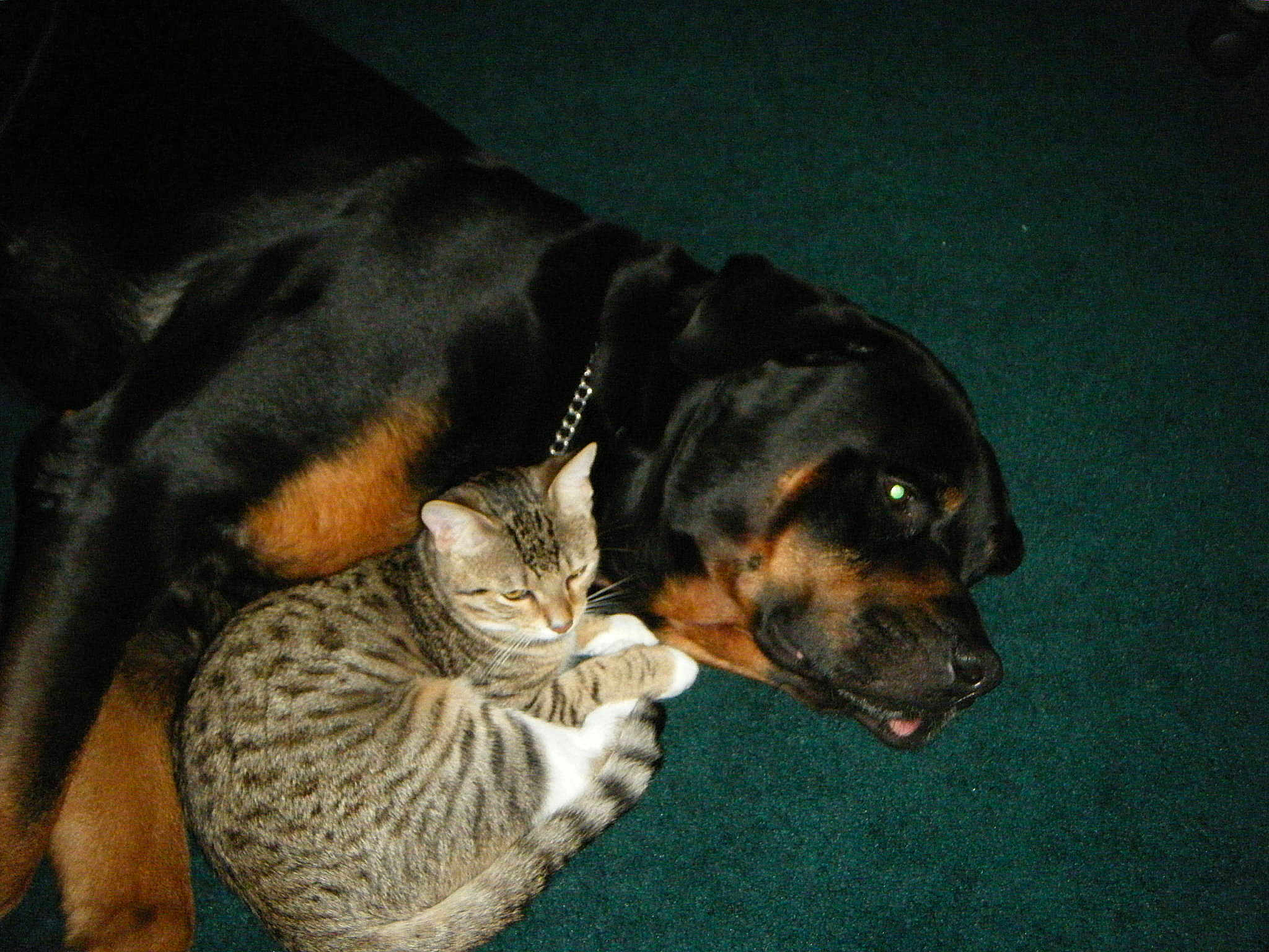 Bruizer And Luna