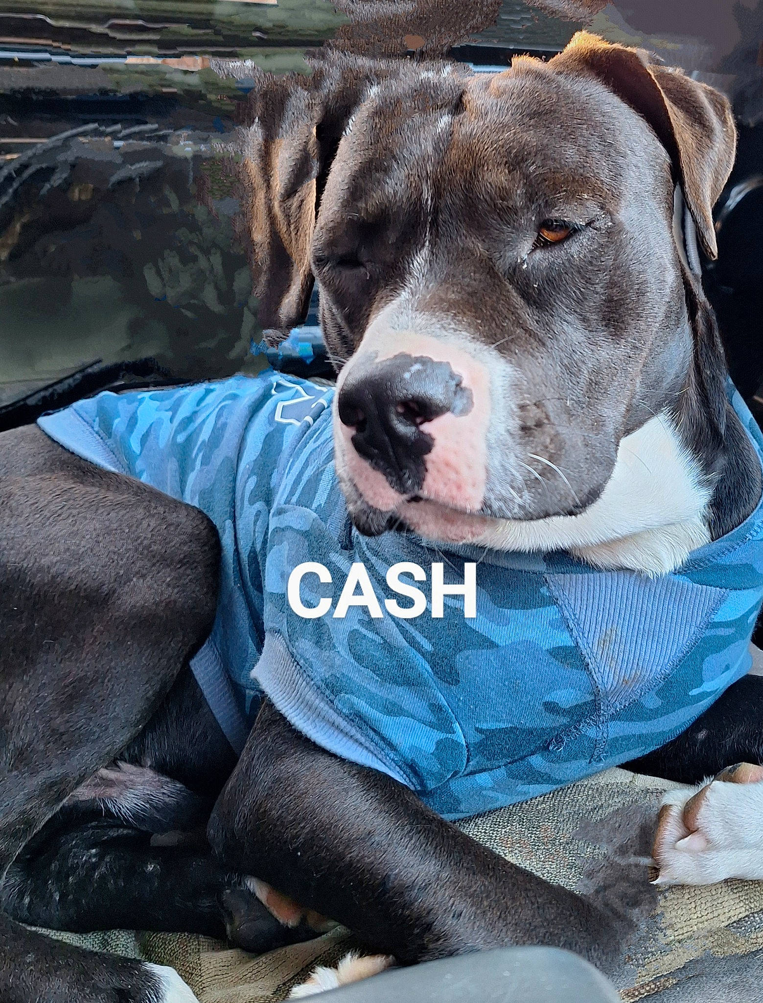 Cash is registered to the contest to win money with this photo: carnivore, collar, companion_dog, dog, dog_breed, dog_collar, dog_supply, electric_blue, fur, hunting_dog, liver, pet_supply, snout, sporting_group, working_animal