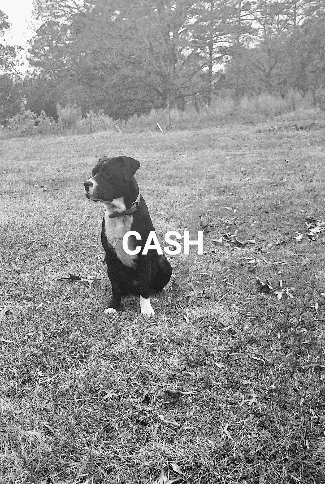 Cash is registered to the contest to win money with this photo: black_and_white, carnivore, companion_dog, dog, dog_breed, fawn, grass, grassland, landscape, monochrome, monochrome_photography, pasture, people_in_nature, plant, soil, sporting_group, tail, tints_and_shades, tree, working_animal