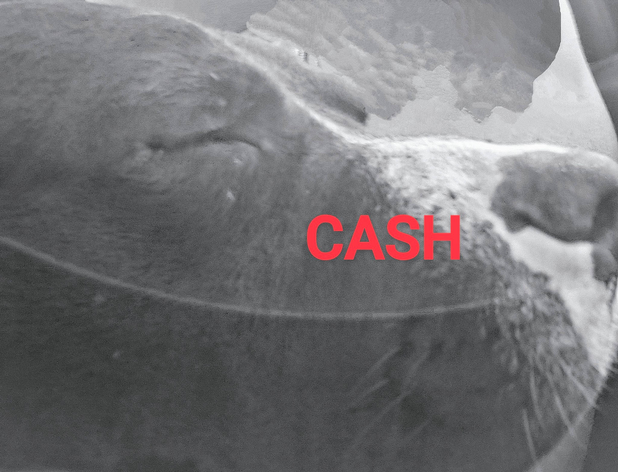 Cash joined the competition — help win amazing prizes! art, artifact, astronomical_object, automotive_tire, bone, circle, font, jaw, landscape, monochrome, monochrome_photography, rock, science