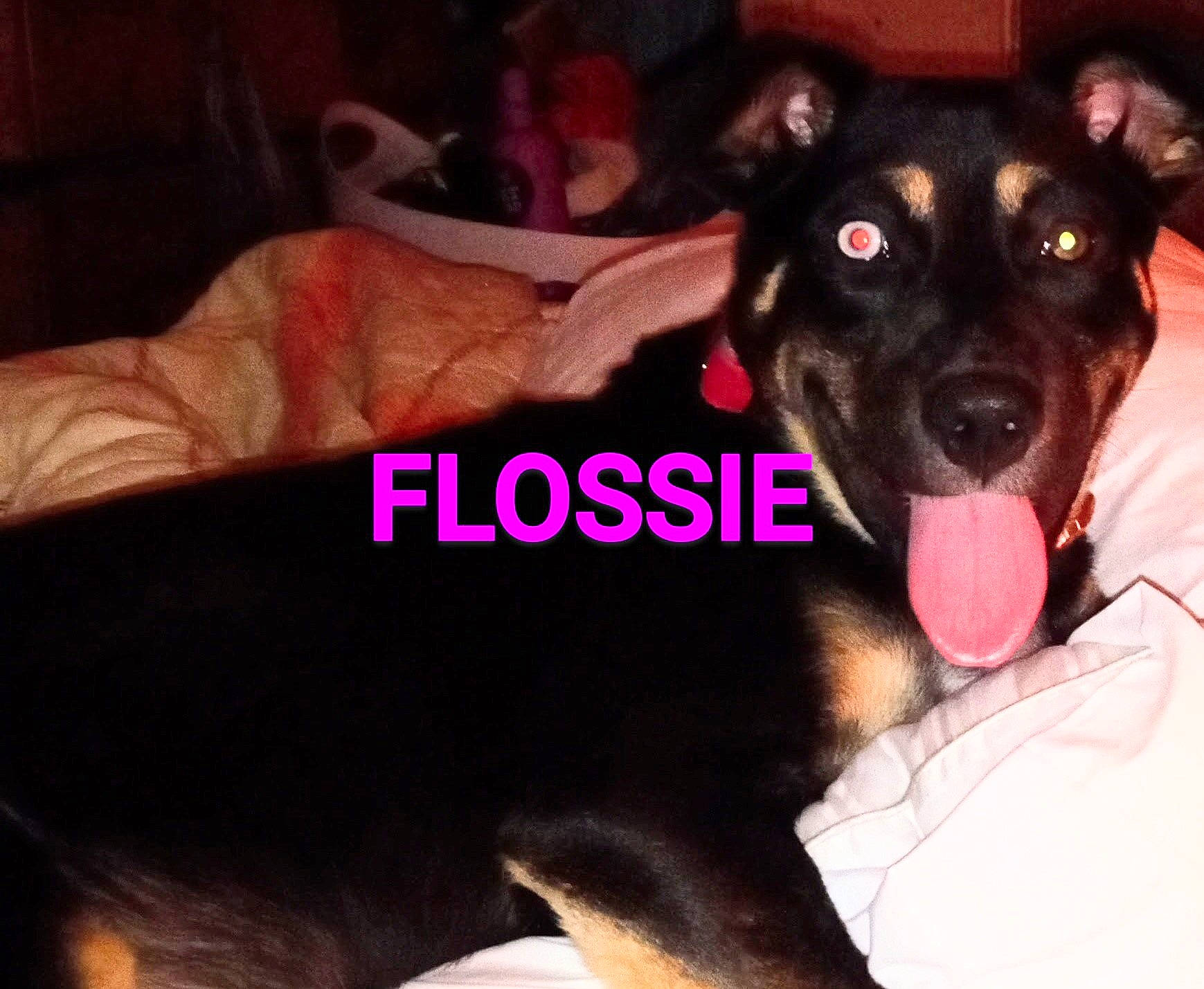 Flossie Mae is registered to the contest to win money with this photo: canidae, carnivore, comfort, companion_dog, dog, dog_breed, dog_supply, ear, fawn, fur, guard_dog, happy, paw, pet_supply, photo_caption, puppy_love, snout, sporting_group, working_animal, working_dog
