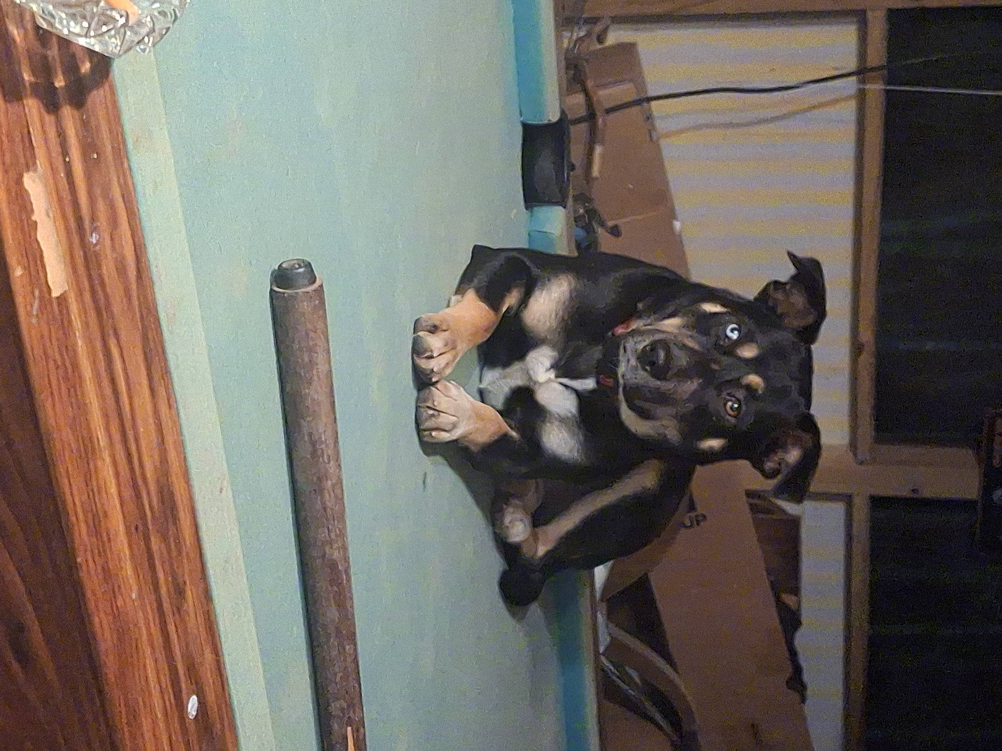 Flossie Mae is registered to the contest to win money with this photo: canidae, carnivore, companion_dog, dog, dog_breed, fawn, fur, guard_dog, hardwood, metal, non_sporting_group, room, sculpture, snout, sporting_group, tail, wood, working_animal, working_dog