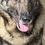 dog, german_shepherd, tongue_out, indoor, pet, canine, fur, closeup, brown_eyes, happy, animal, mammal, portrait, sitting, ears_up, domestic_animal, friendly, cute, companion, looking_at_camera