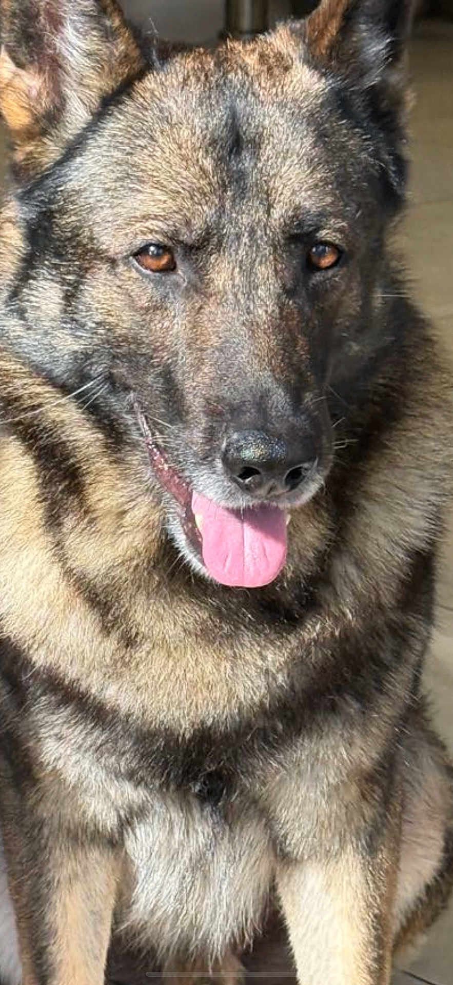 Ilhem Lourais Bob a rejoint le concours — aidez-le/la à gagner de superbes lots ! dog, german_shepherd, tongue_out, indoor, pet, canine, fur, closeup, brown_eyes, happy, animal, mammal, portrait, sitting, ears_up, domestic_animal, friendly, cute, companion, looking_at_camera