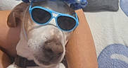 Ivory participe au concours pour gagner de l'argent avec cette photo : dog, sunglasses, hat, blue, pet, animal, relaxed, human_arm, indoor, blanket, couch, resting, cute, accessory, casual, funny, companion, domestic, friendship, comfort