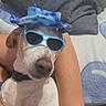 accessory, animal, blanket, blue, casual, comfort, companion, couch, cute, dog, domestic, friendship, funny, hat, human_arm, indoor, pet, relaxed, resting, sunglasses
