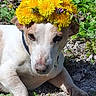 Ivory a rejoint le concours — aidez-le/la à gagner de superbes lots ! dog, flower_crown, dandelion, grass, outdoor, pet, animal, nature, sunlight, relaxed, cute, collar, head, paw, greenery, small_dog, closeup, yellow_flower, purple_flower, resting