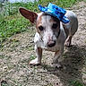 Ivory participe au concours pour gagner de l'argent avec cette photo : dog, small_dog, blue_hat, cowboy_hat, outdoor, grass, dirt, water, one_ear_up, one_ear_down, pet, animal, nature, curious, standing, close_up, daylight, canine, cute, portrait