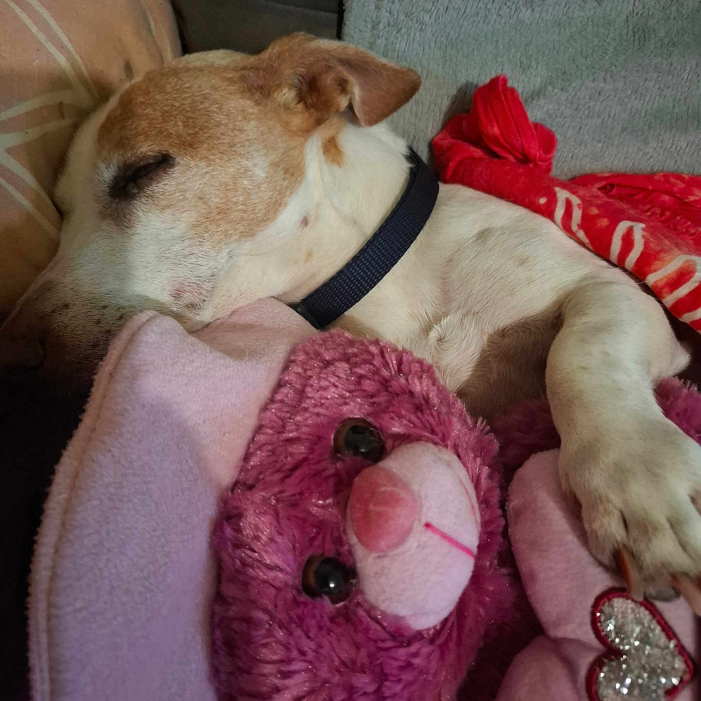 Yvori participe au concours pour gagner de l'argent avec cette photo : animal, blanket, closeup, collar, comfort, cozy, cuddle, cute, dog, fur, indoor, nap, pet, pink, relaxation, rest, sleeping, snuggle, soft_toy, stuffed_toy